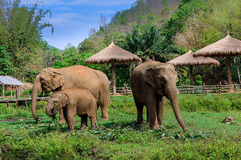 Elephant Santuary Tour