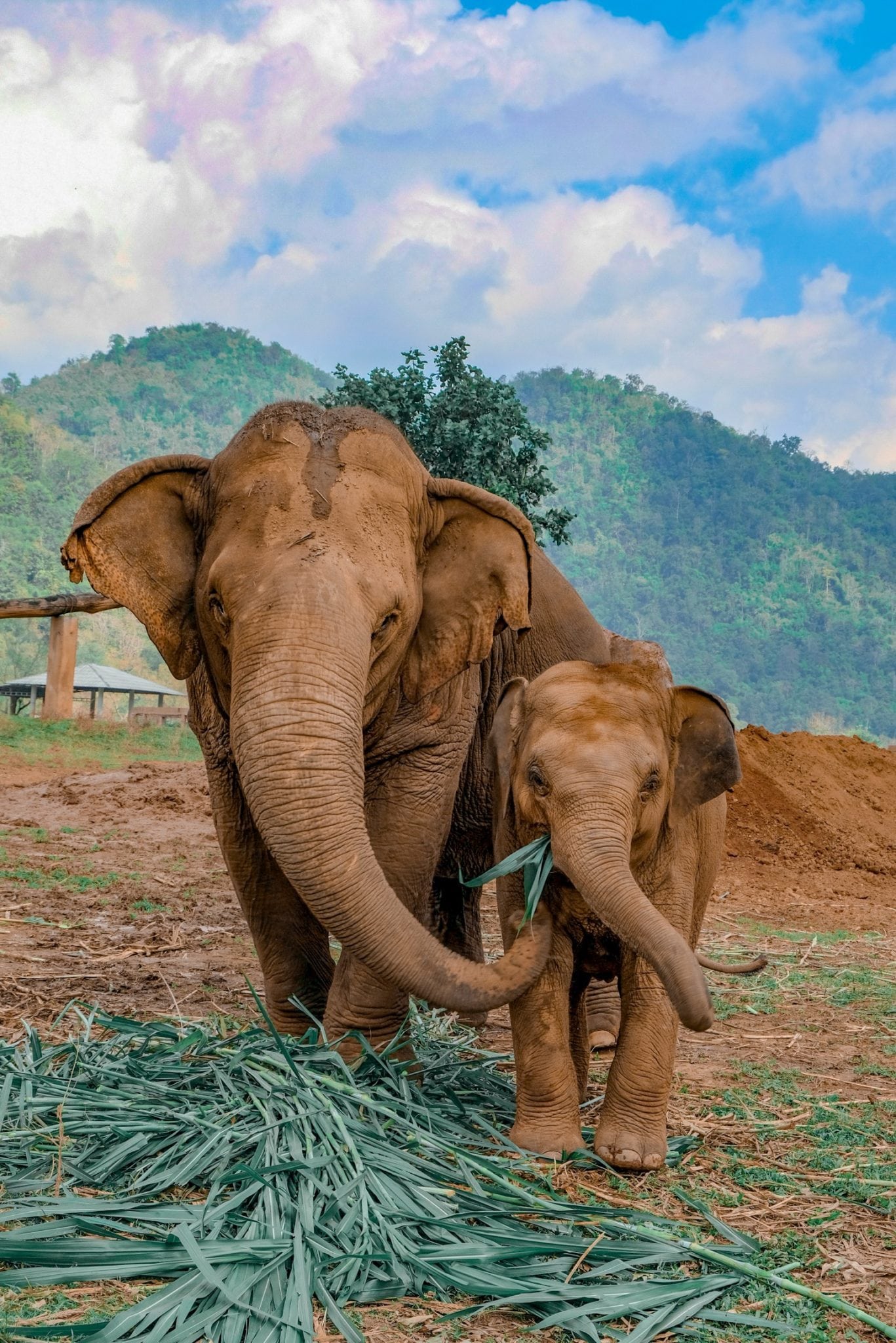 Elephant Santuary Tour