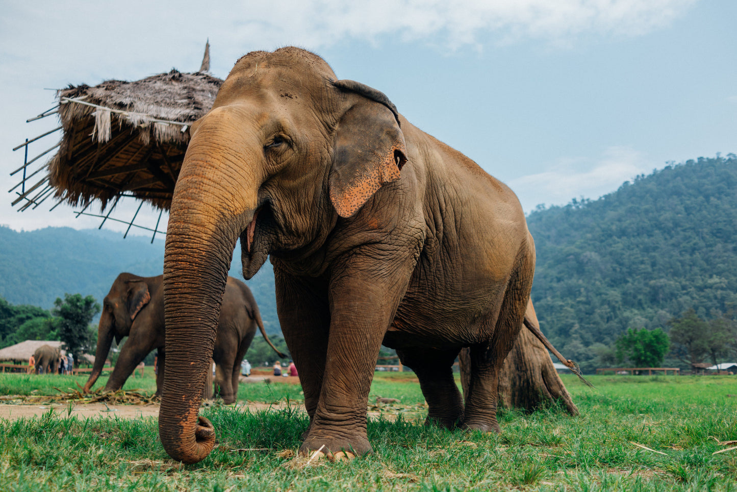 Elephant Santuary Tour